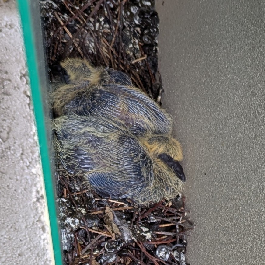two baby pigeons sitting in a nest that seems to be equal emounts twigs and bird poop. they are a weird mix of tiny yellow soft feather-fluff and incoming grey feathers. also their beaks are enormous. they are adorable and i love them.