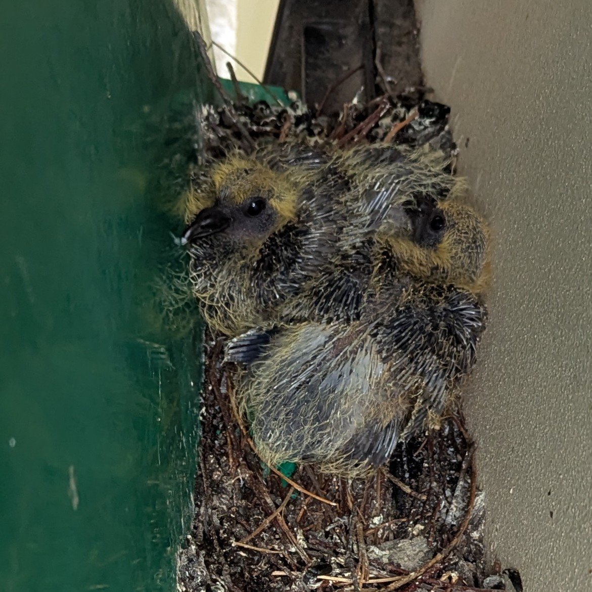 same baby birds, but a little less yellow. they are about a week older and their grey feathers are longer and stick out more. the result is very scruffy. still adorable.