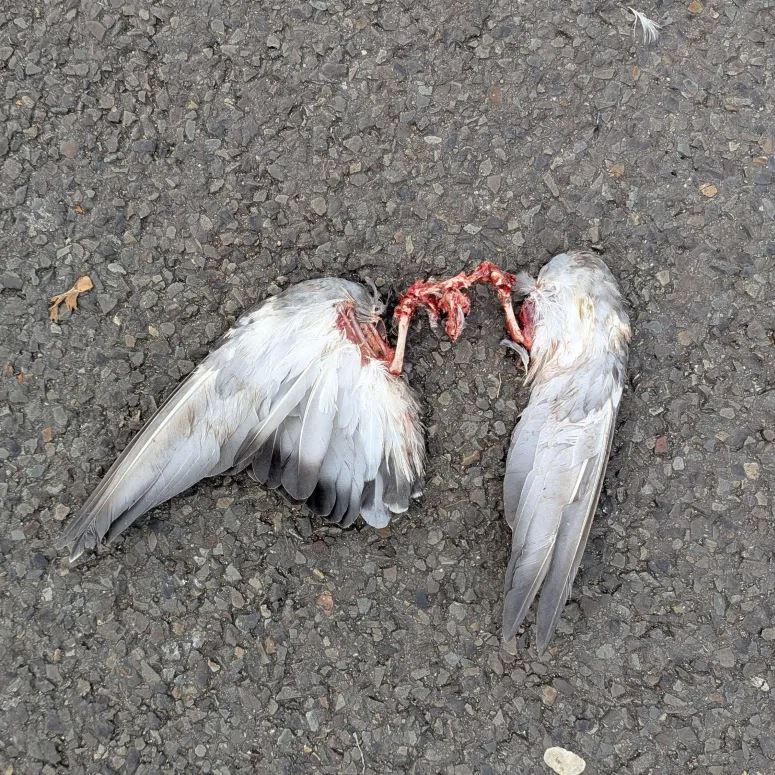 a pair of torn off bird wings, probably from a pigeon. the wings and some of the bones connecting it to the body are fully intact, but the body is missing. it's just the wings. no clue how that happened.