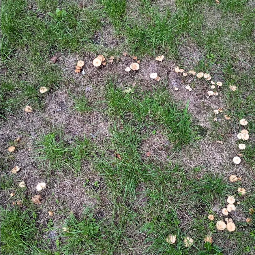 small white-brown mushrooms growing in a ring
