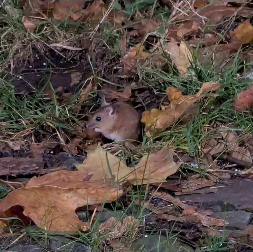 i saw a mouse! it's very brown and round and cute