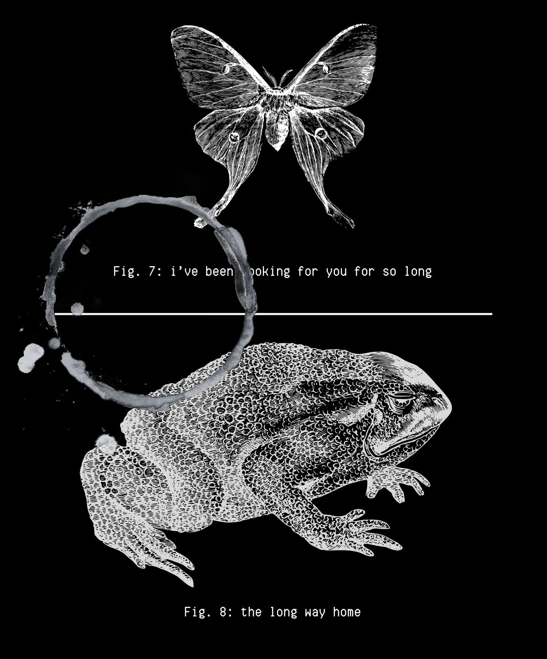 a moth and a toad - they seem kinda lost