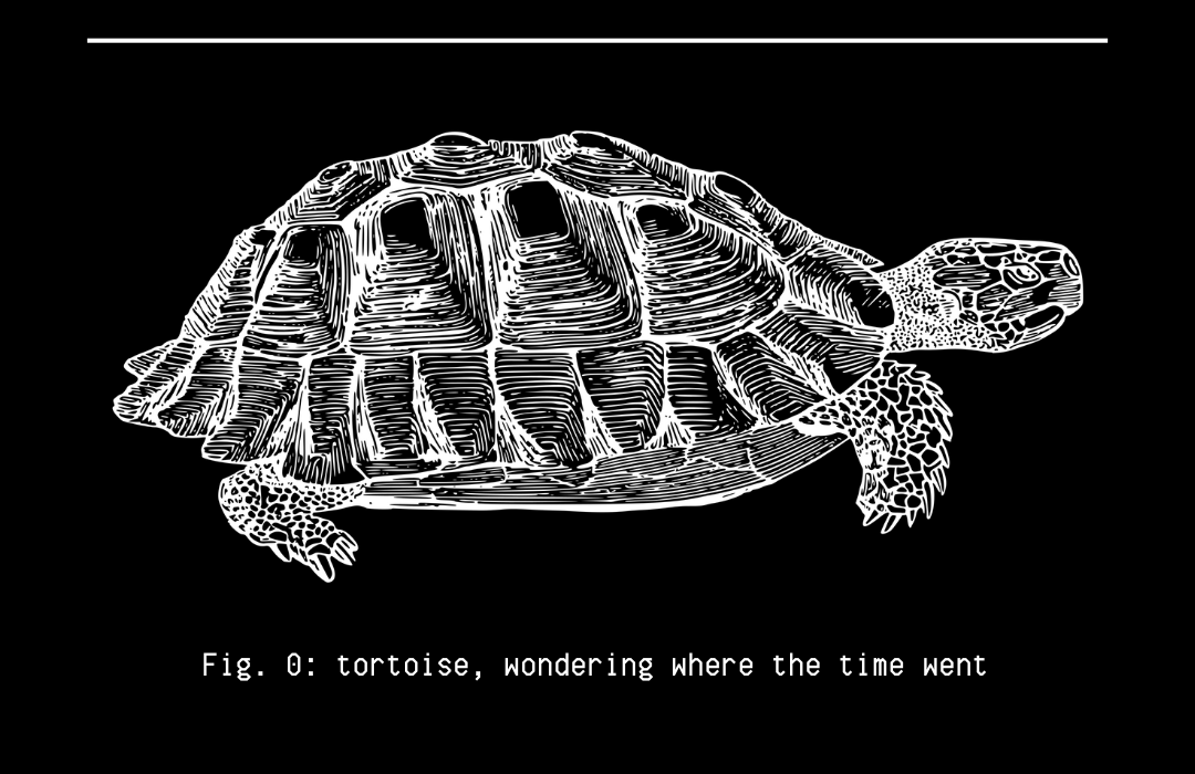 illustration of a tortoise. i like tortoises.